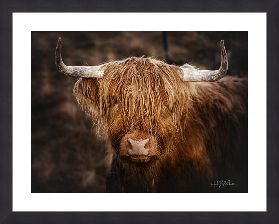 The Highland cow Scotland UK Picture Frame Printing
