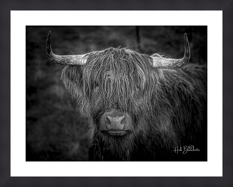 THE HIGHLAND COW SCOTLAND UK Picture Frame Printing