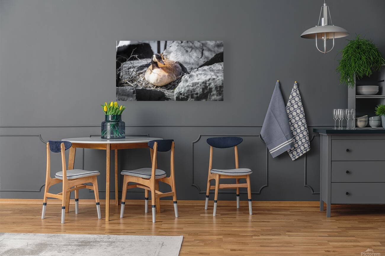 Mother Goose Protecting her Eggs Manitoba Canada Reproduction