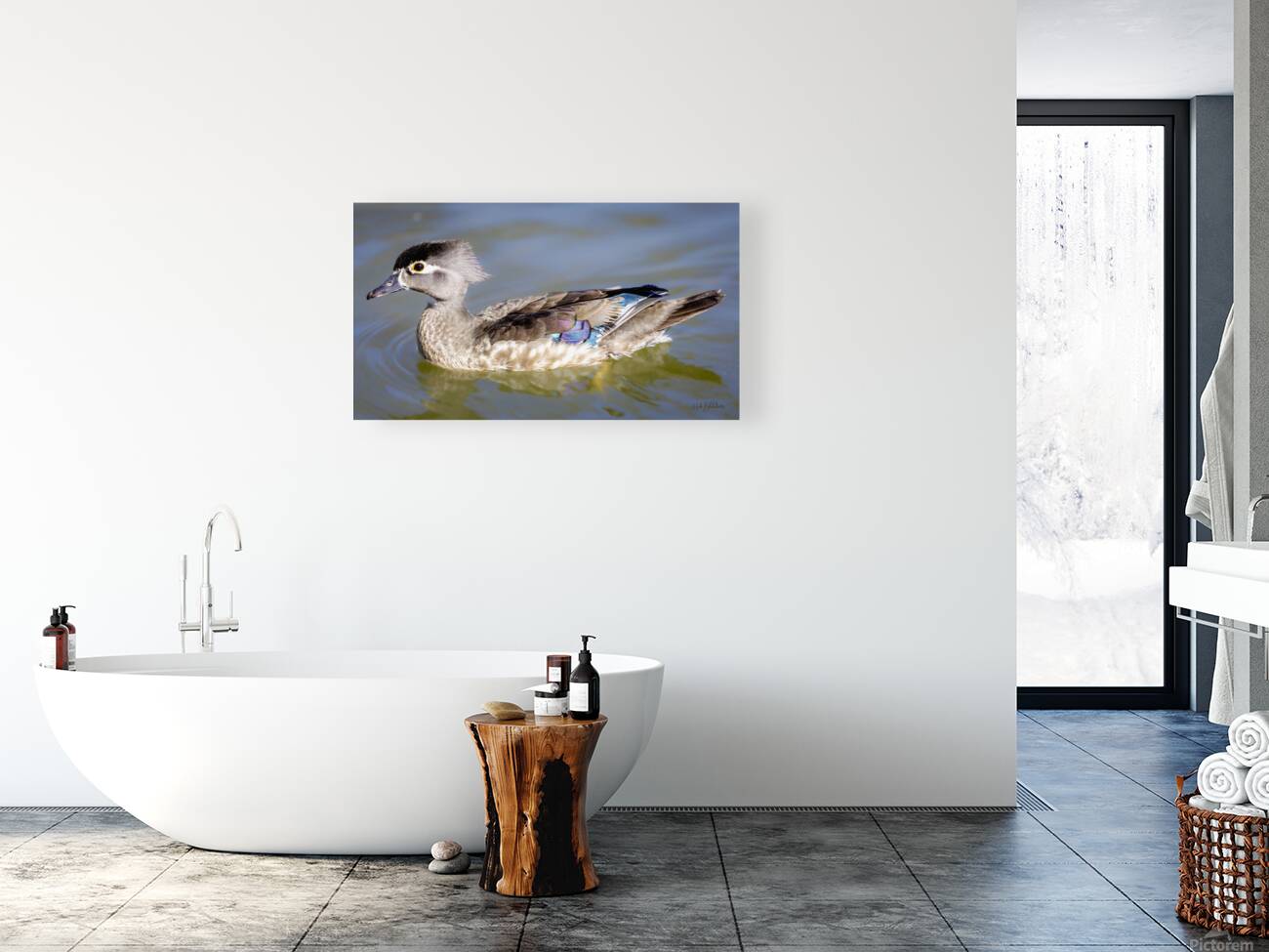 Wood Duck Manitoba Canada Reproduction