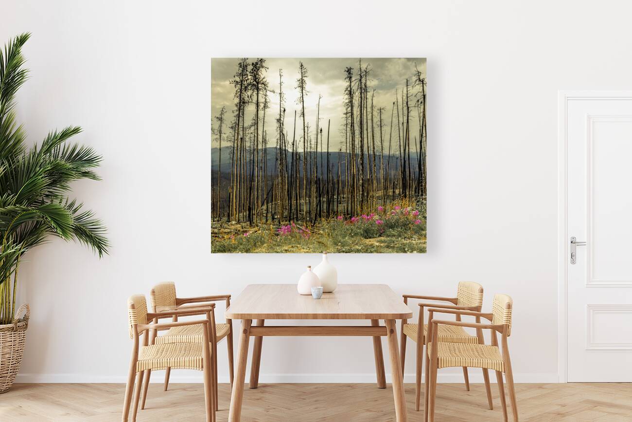 Flowers Blooming After The Jasper Alberta Canada Wild Fires Reproduction