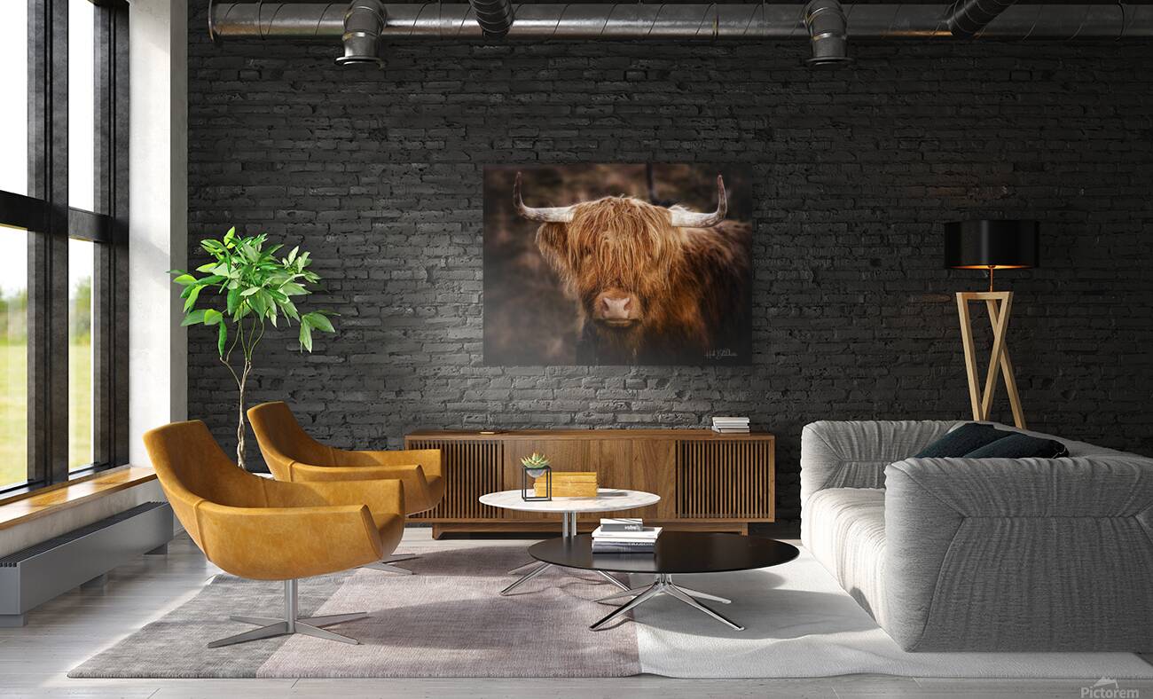 The Highland cow Scotland UK Reproduction