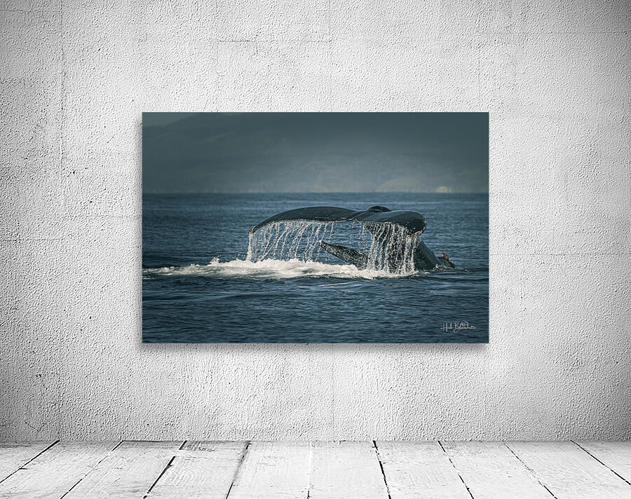 Flukes Whale Tail Puerto Vallarta Mexico Wall Preview