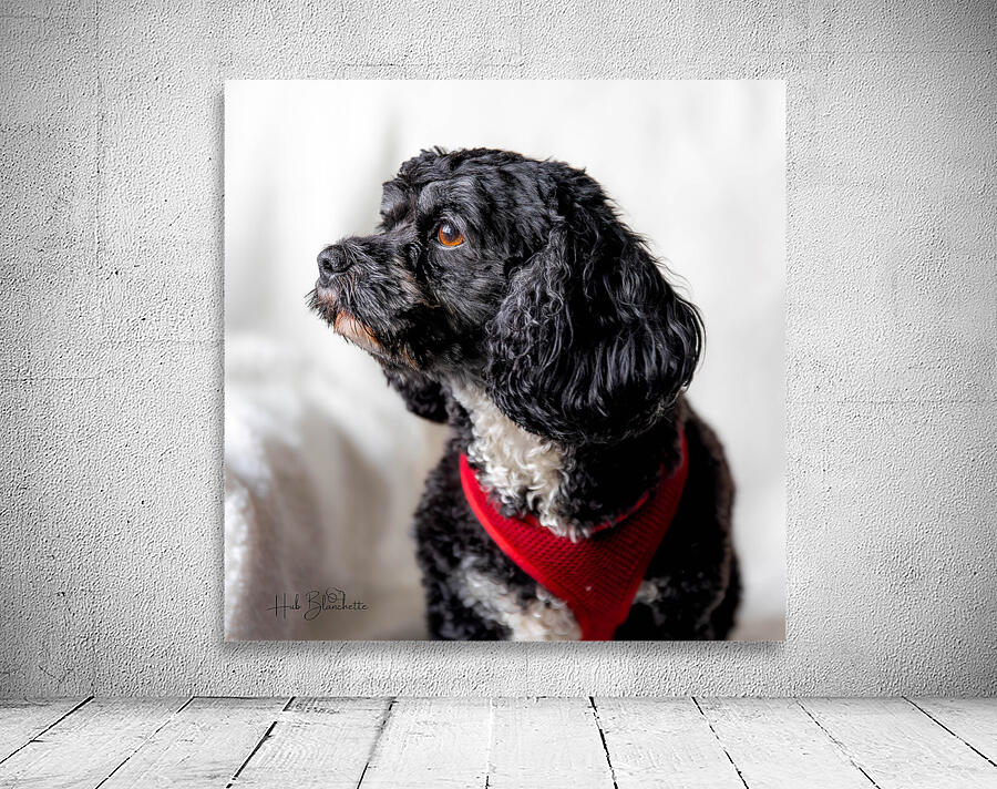 Little Daisy Wall Preview