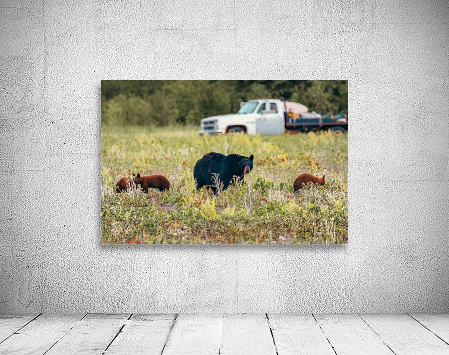 Black Momma Bear Three Cinnamon Cubs Lac Du Bonnet Manitoba Canada Wall Preview