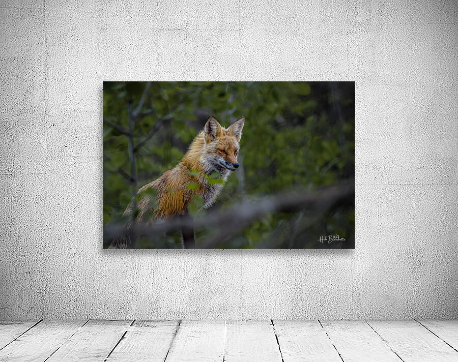 Fearless Red Fox In Cottage Country Manitoba Canada Wall Preview