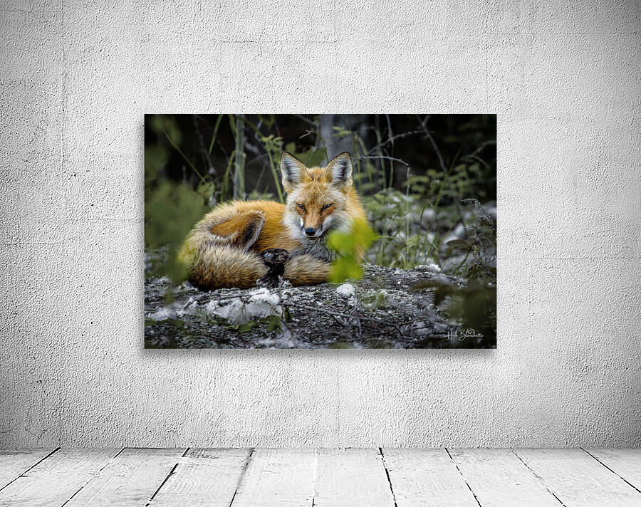 Sleepy Red Fox In Rural Manitoba Canada Wall Preview