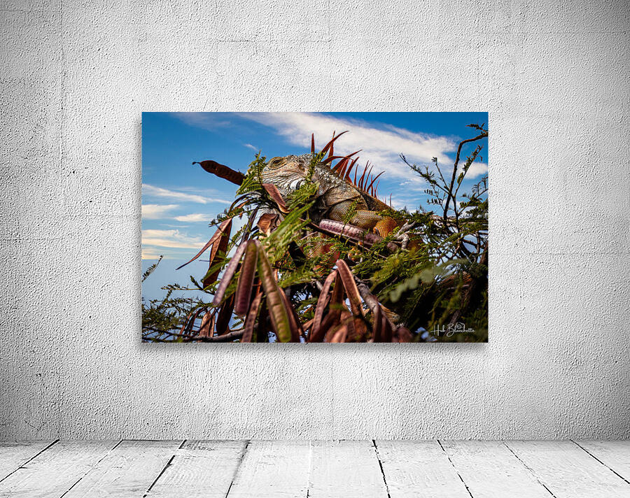 Camouflage Iguana Puerto Vallarta Mexico Wall Preview