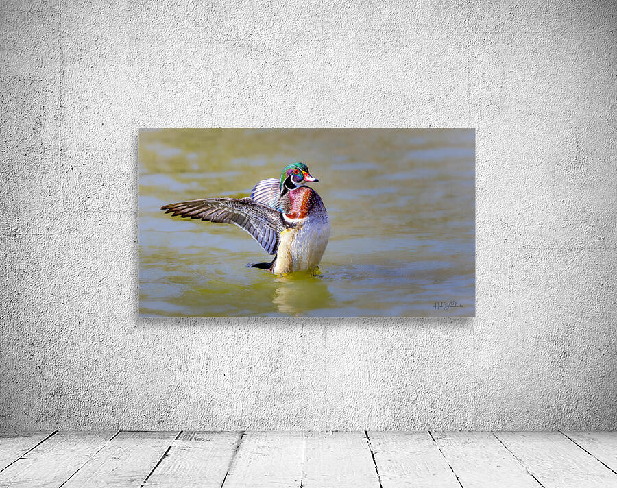 Male Wood Duck St.Vital Park Manitoba Canada Wall Preview