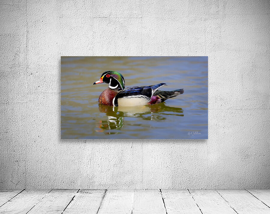 Male Wood Duck Manitoba Canada Wall Preview