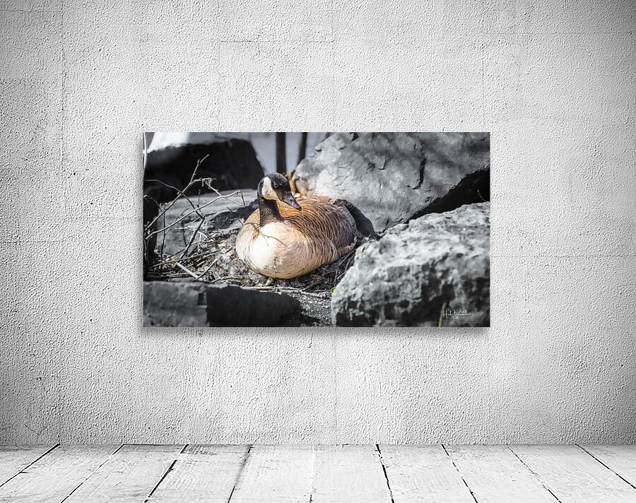 Mother Goose Protecting her Eggs Manitoba Canada Wall Preview