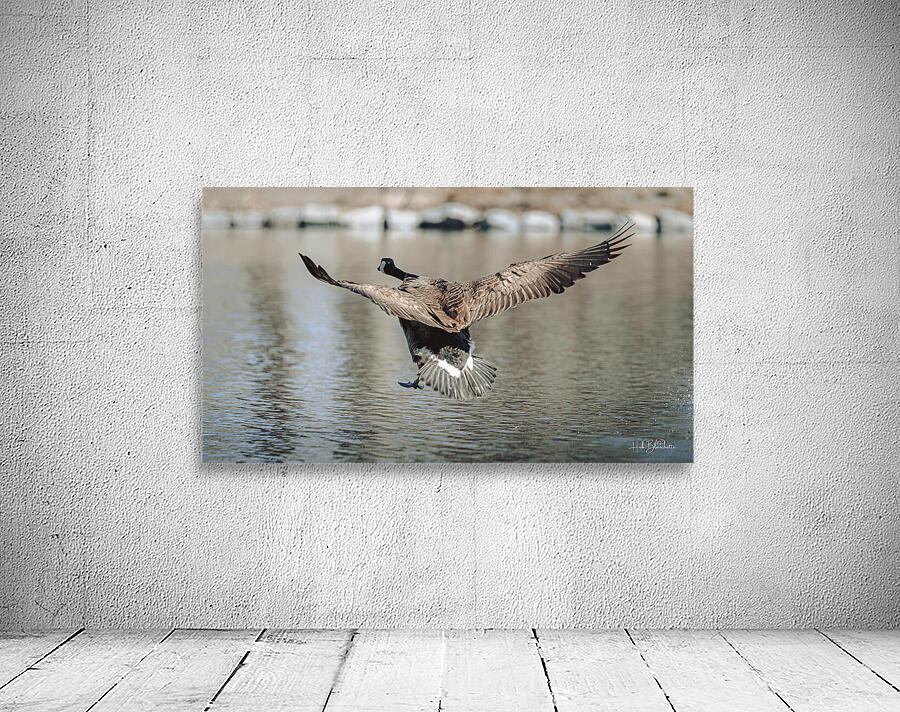 Smooth Landing Canada Goose Manitoba Canada Wall Preview