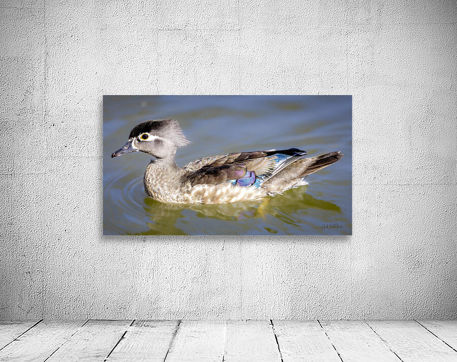 Wood Duck Manitoba Canada Wall Preview