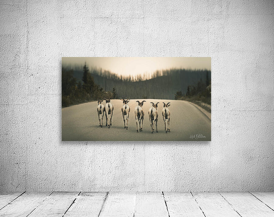 The Gang Of Goats Jasper Alberta Canada Wall Preview
