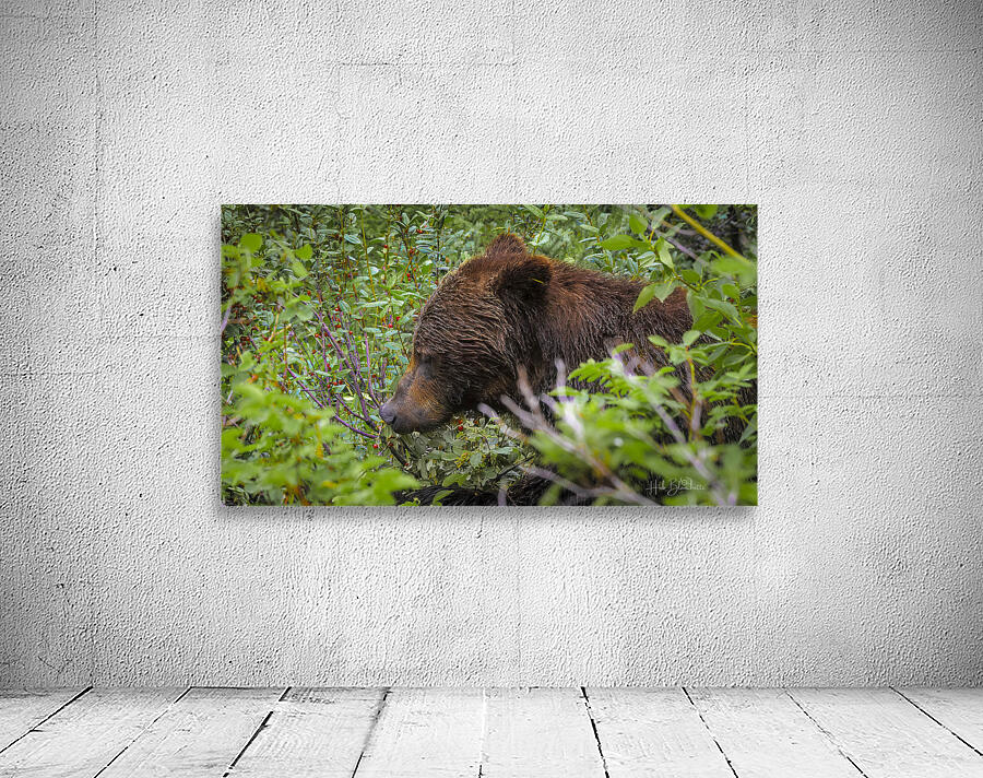 Grizzlies Morning Breakfast Lake Louise Alberta Canada Wall Preview