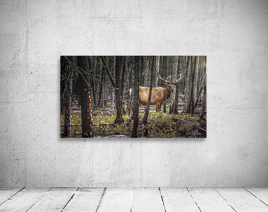 Elk Enjoying The New Flowers After The Wildfires Jasper Alberta Canada Wall Preview