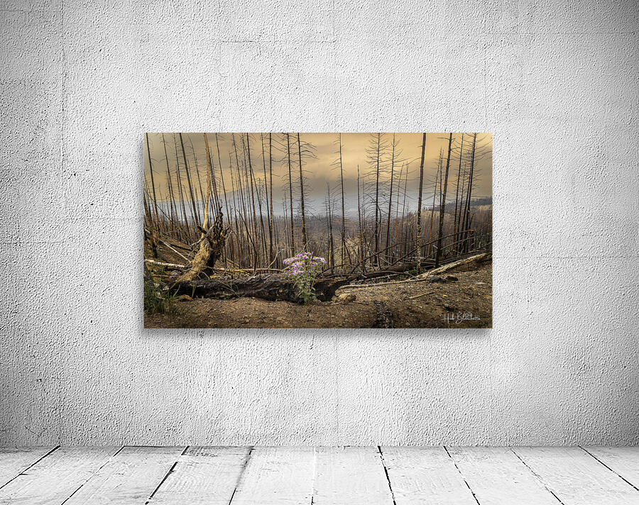 Destruction And Growth Jasper Alberta Canada Wall Preview