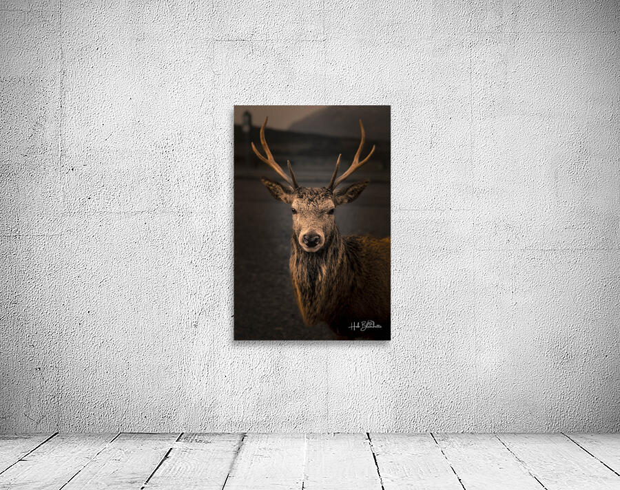 Red Deer In Glencoe Scotland  Wall Preview