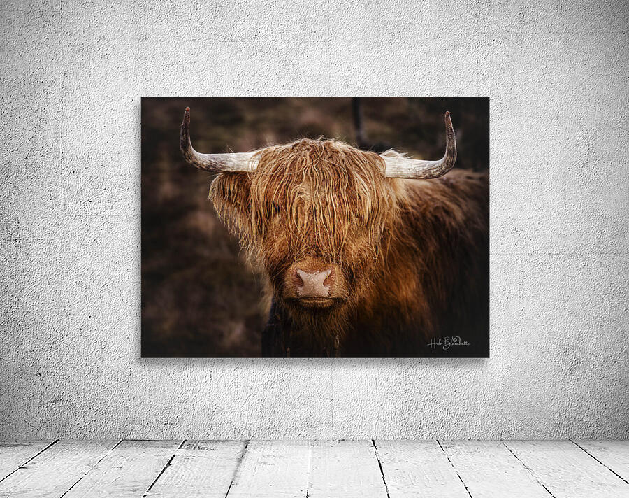 The Highland cow Scotland UK Wall Preview