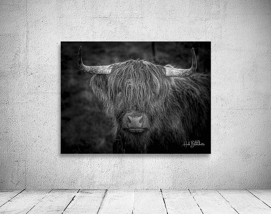 THE HIGHLAND COW SCOTLAND UK Wall Preview