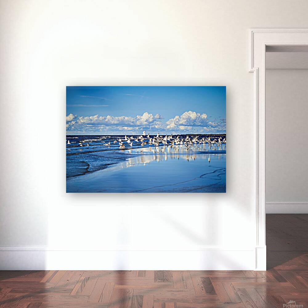 Birds Of The Blue    I Reproduction