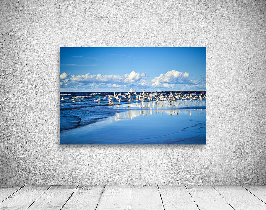 Birds Of The Blue    I Wall Preview