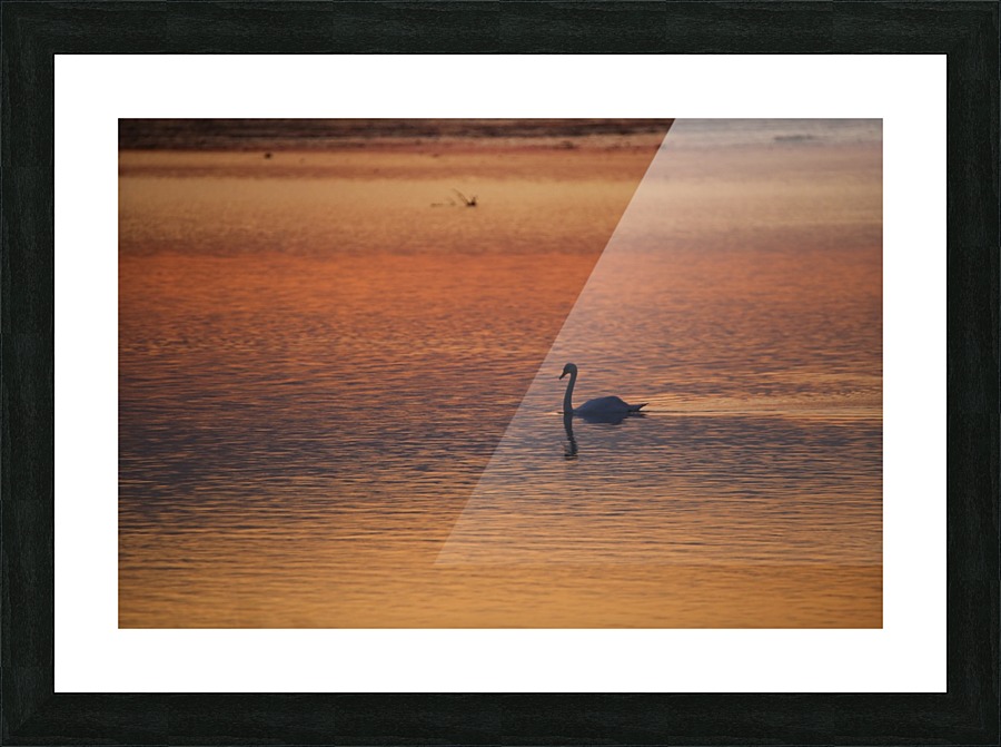 Evening_Swim Picture Frame print