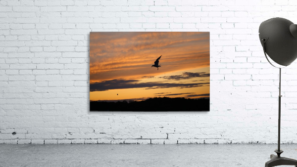 Evening_Catch Wall Preview