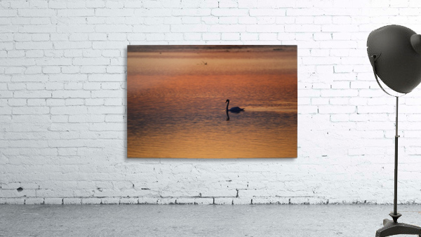 Evening_Swim Wall Preview