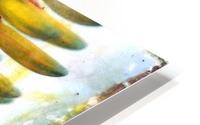 Succulent ladder HD Metal print