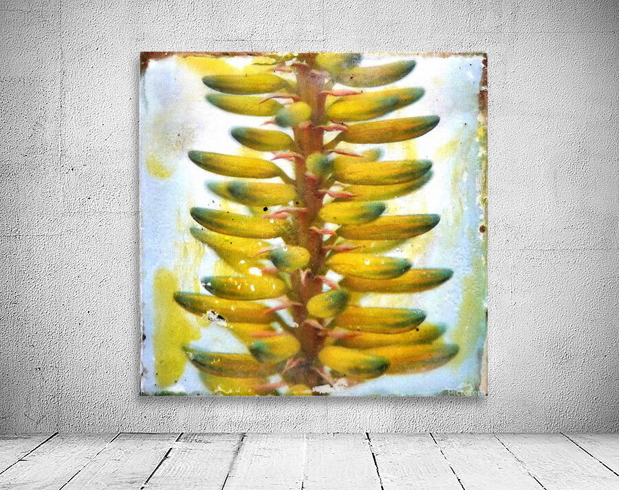 Succulent ladder Wall Preview