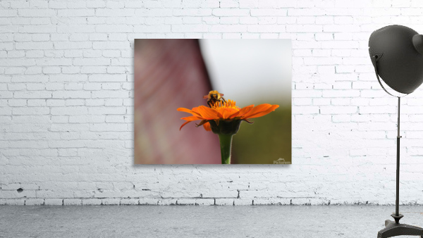 Parisian Bee Wall Preview