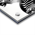 zebra  Acrylic print