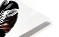 zebra  HD Metal print