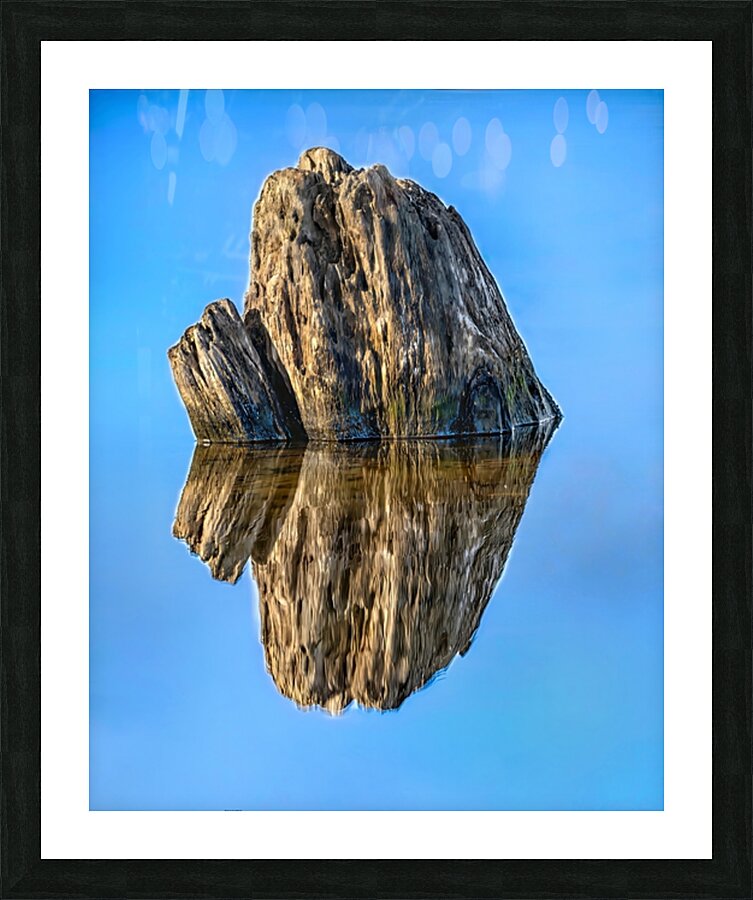 Stump Water Reflection Picture Frame print