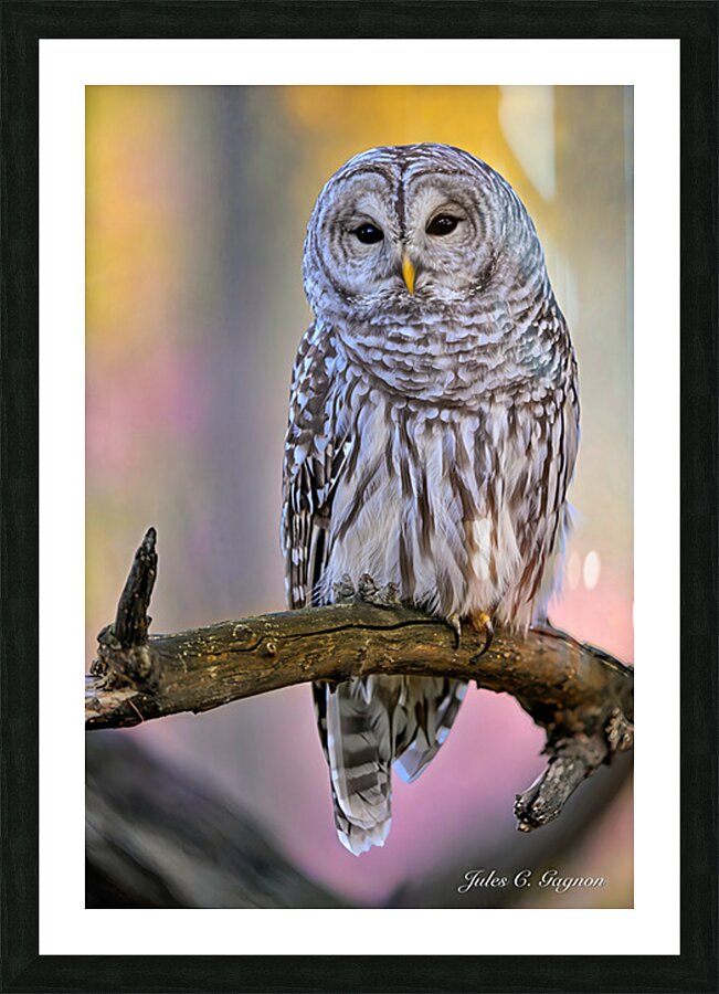 Barred Owl Picture Frame print