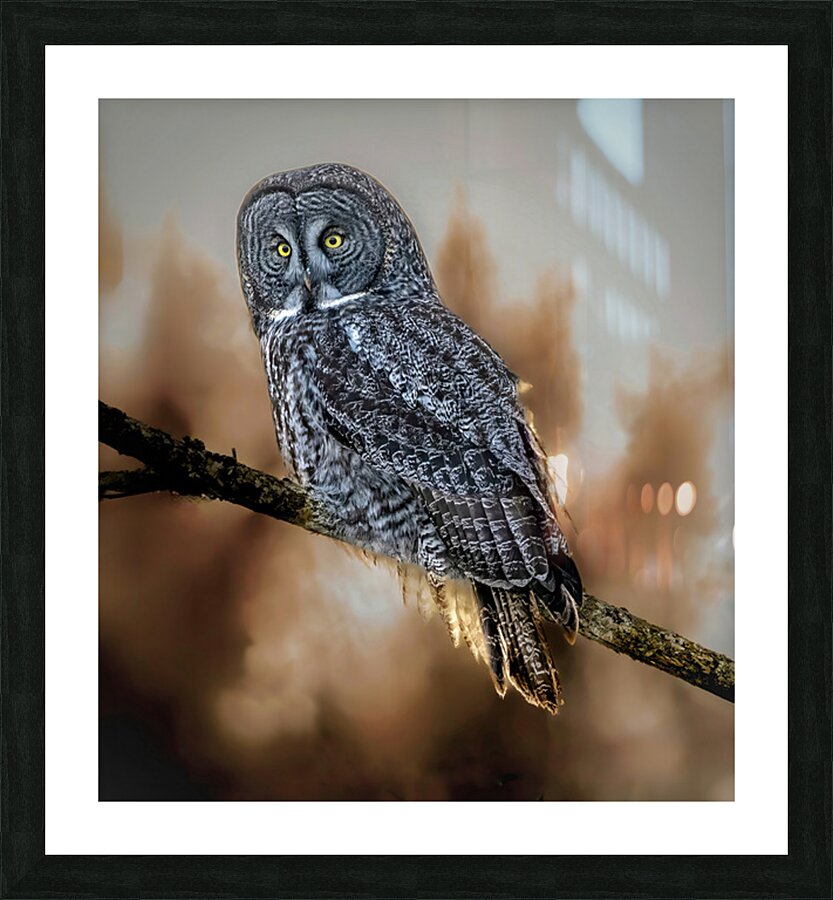 Great Grey Owl Picture Frame print