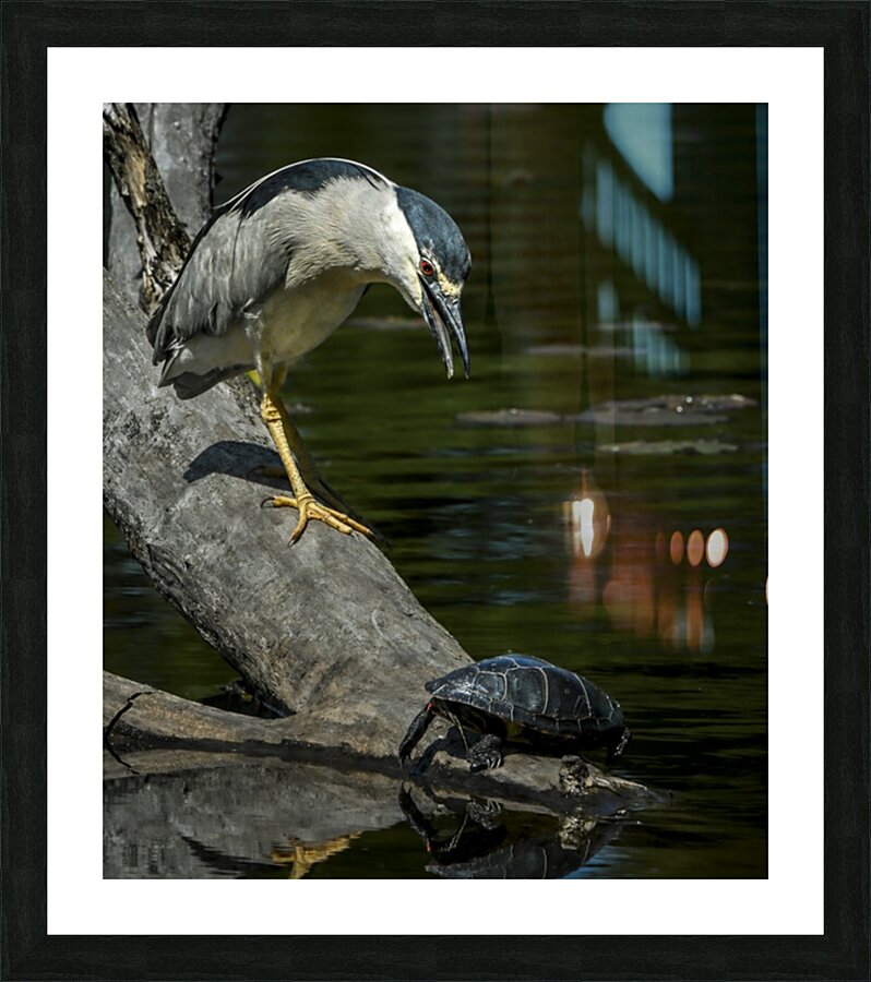The Inspection  Picture Frame print