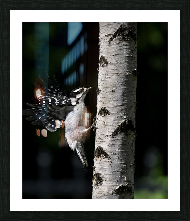 Living Contrast  Picture Frame print
