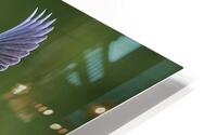 Green Heron HD Metal print
