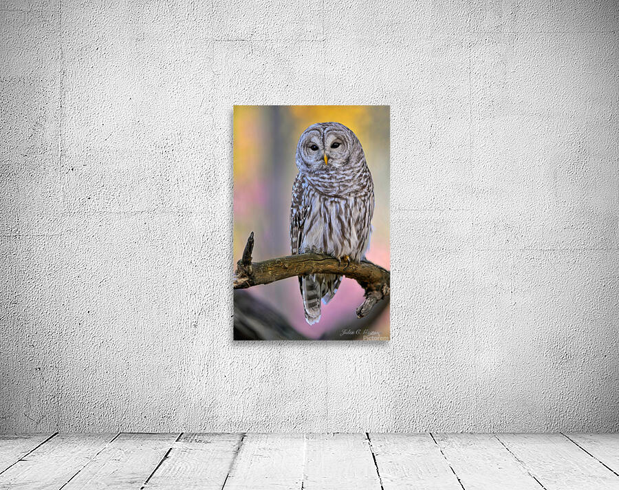 Barred Owl Wall Preview