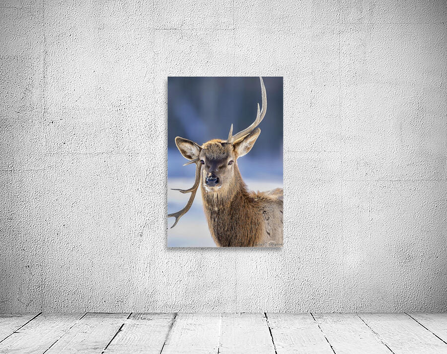 Deer Loosing Antler Wall Preview
