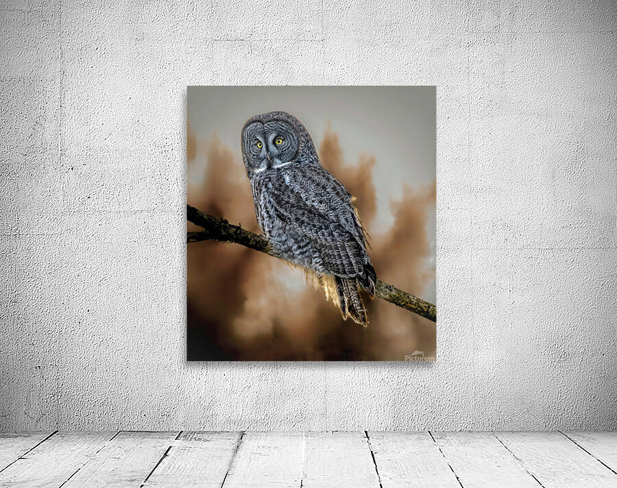 Great Grey Owl Wall Preview