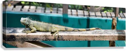 Green Iguana 3x1 Canvas Print