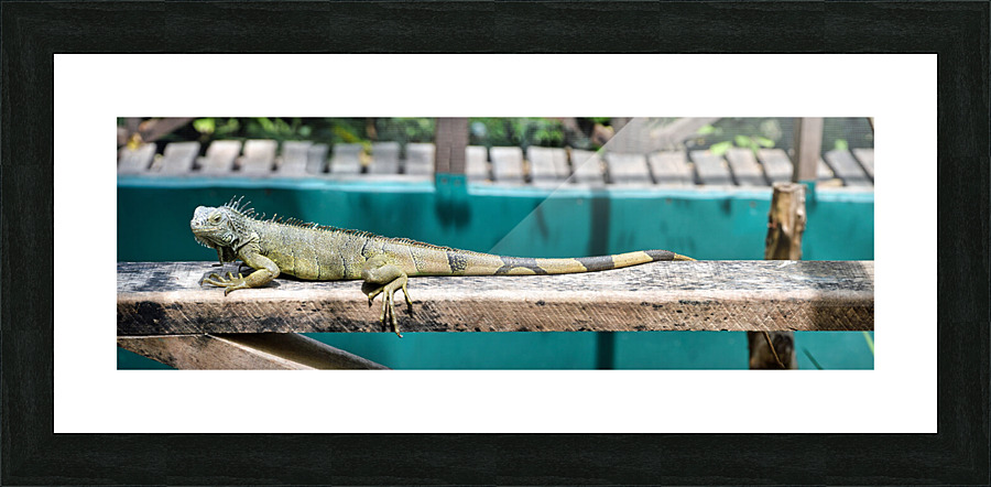 Green Iguana 3x1 Picture Frame print