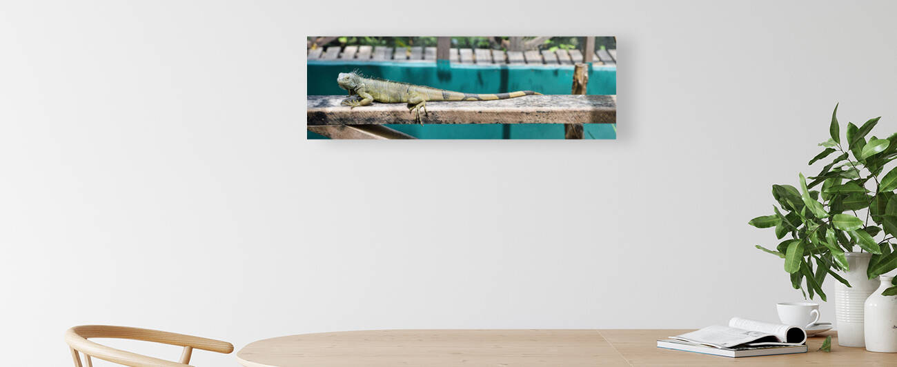 Green Iguana 3x1 by WorldHQPhotos