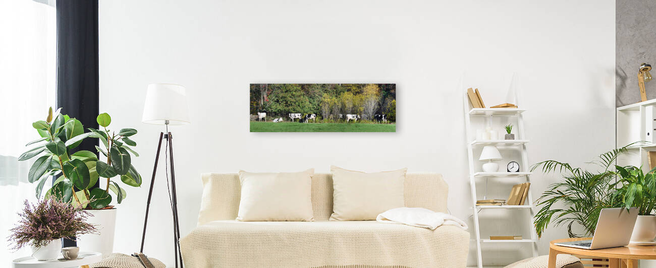 Cows in the Field 3x1 by WorldHQPhotos