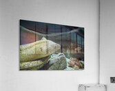 IMG 7063 Acrylic Print