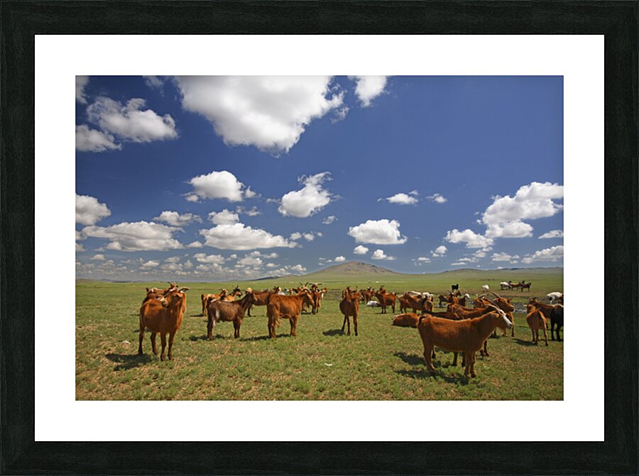 H MON Caprette Picture Frame print