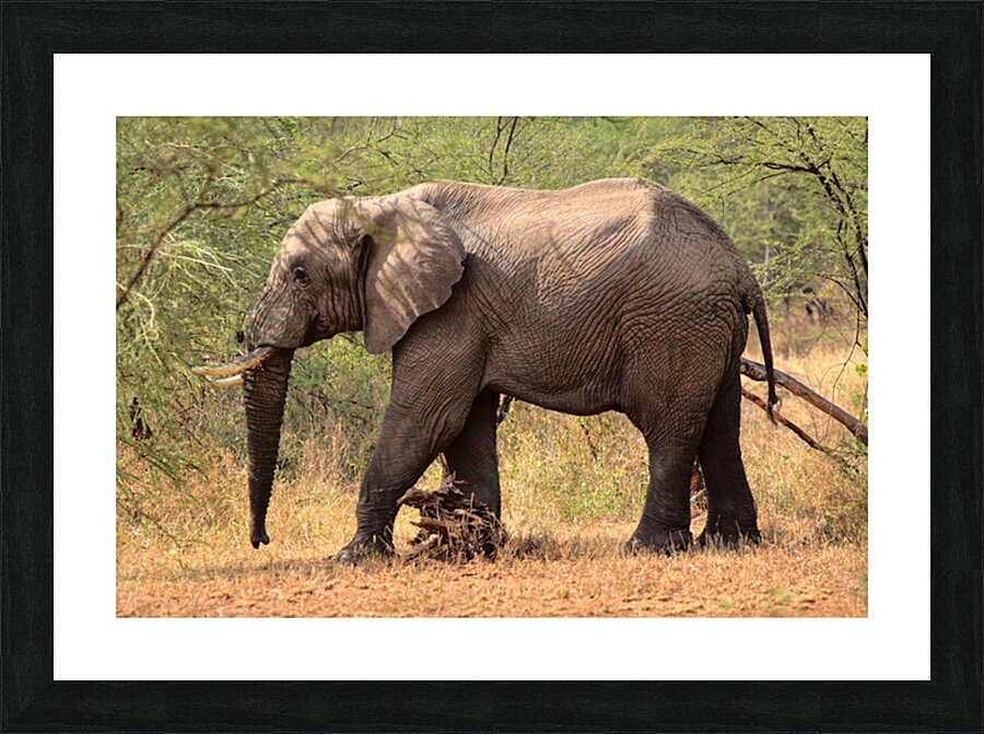 IMG 8414H Picture Frame print